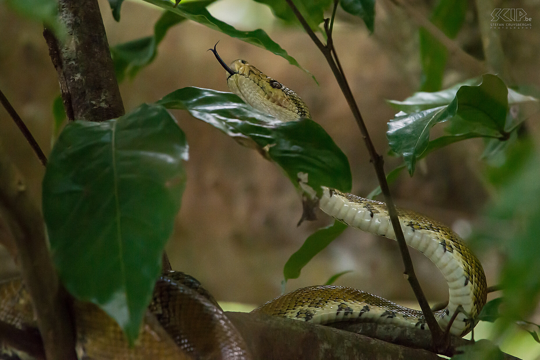 Sierpe - Boa constrictor From Sierpe we went by boat to Drake Bay on the Osa Peninsula. On the way we saw a boa constrictor in a tree. This large snake mainly eats birds, lizards and small mammals. Stefan Cruysberghs